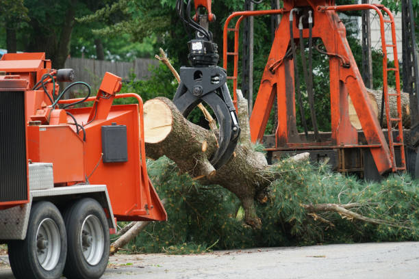 Socorro, TX Tree Service Company